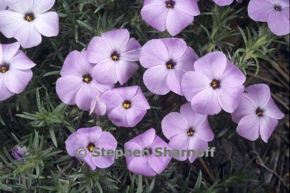 phlox diffusa 3 graphic